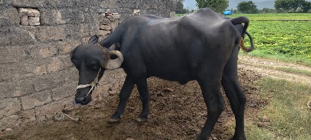 zafro khadeli