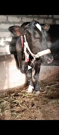 જર્સી ગાય વેચવાની છે