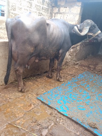 ભેસ વેસવાની છે