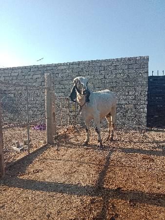વાસરડો વેચવાનો છે