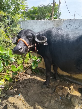 બે ભેહુ વેચવાની છે