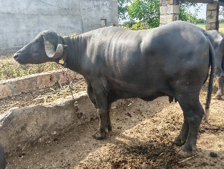 ભેંસ વેચવાની સે