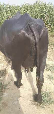 કિંમત 80000