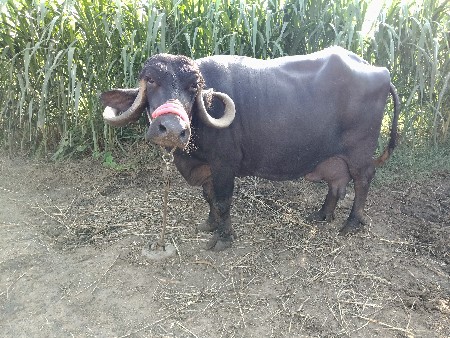 5 દિવસ ની વાર સે