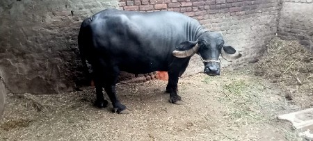 વેંચવા ની છે