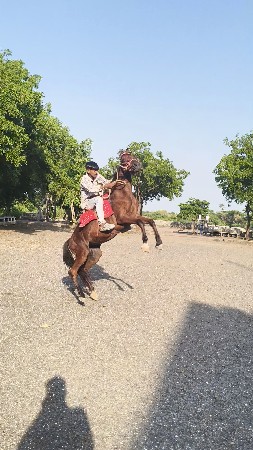 સાટા કરવાના છે