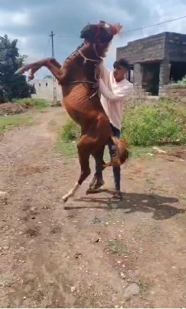 આ ઘોડાના સાટા કરવાના છે