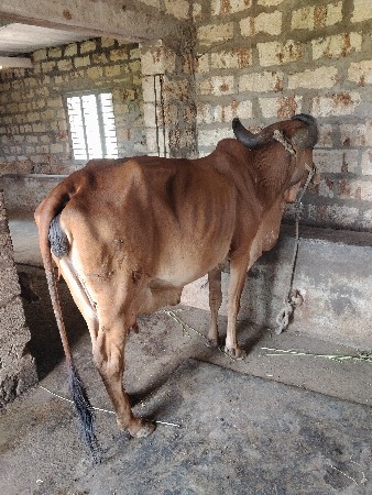 ગાય વેચવાની છે