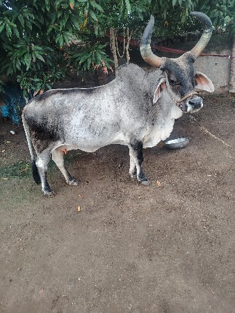 ગાય આપવાની છે