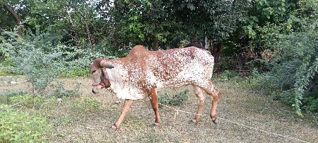 હોડકી વેચવાની છે