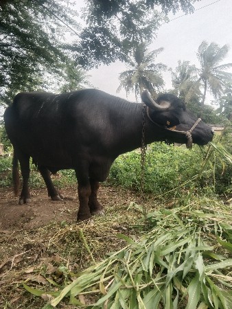 ભેંસ વેચવાની છે