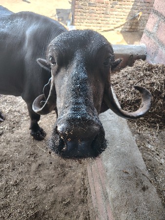 ભેંસ વેચવાની છે