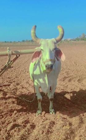 આ બળદ વેચવાનો છે.