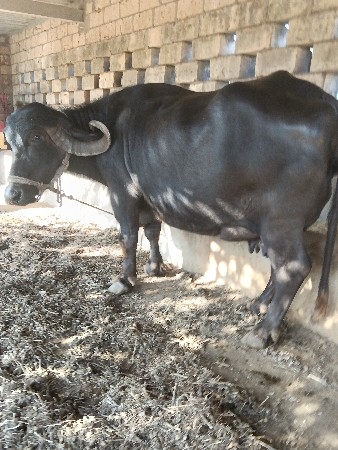 ભેસ વેચવાની સે