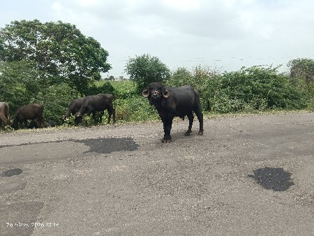 પાડો