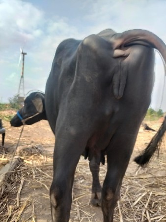 ભેંસ વેચવાની છે