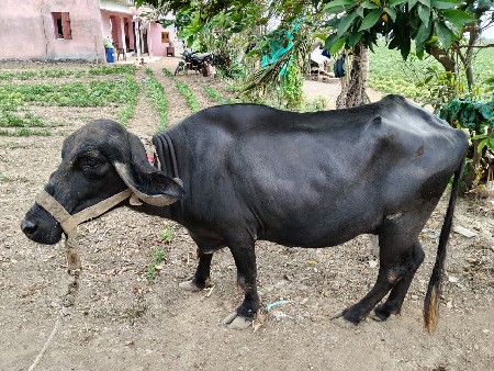 ભેંસ વેચવાની છે
