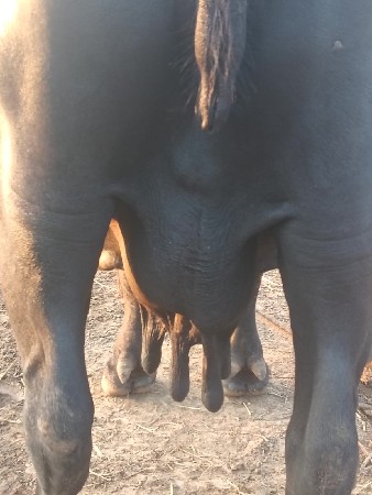 ભેસ વેસવાની છે