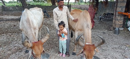 બળદ