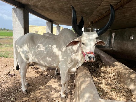 વેચવાનું છે ગોઢલા છે