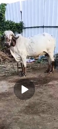 લીલડી ગીર ગાય સે