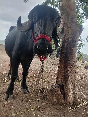 ૨૦ દિવસ ની કાચી