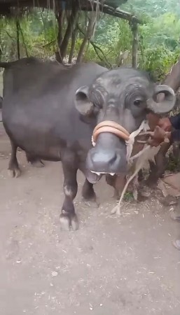 ભેંસ વેચવાની ગાય વેચવાની છે