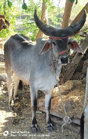 🧿આ બળદ  વેચવાનો છે 🧿