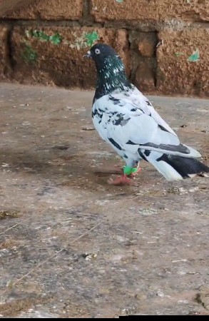 નર ફુલ ઉડાન નો