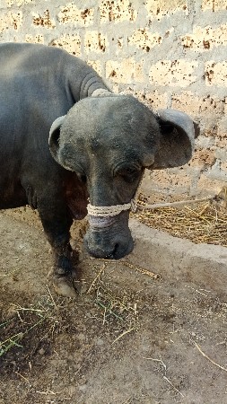 ભૈસ વેચવાની છે