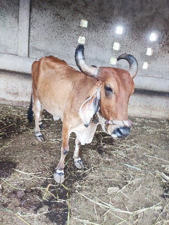 ગાય વેચવાની છે જવાબદારી સાથે