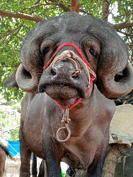 પાડો વેશવાનો