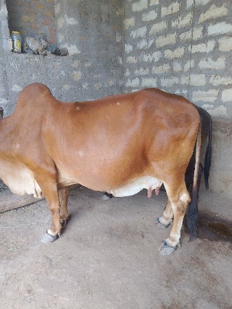 ગાય વેચવાની છે