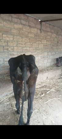 2 ગયો