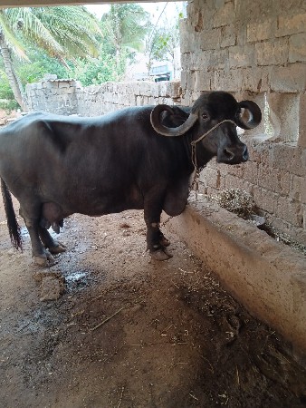 ભેંસ વેચવાની છે
