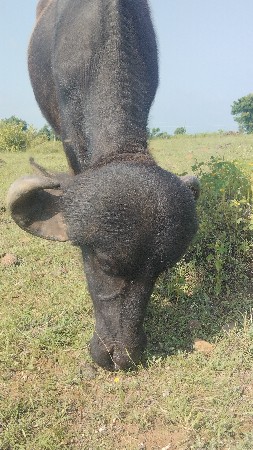 ખડેલી વેચવાની છે