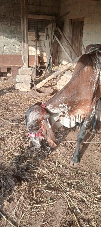 ગીર હોડકી વેચવાની છે