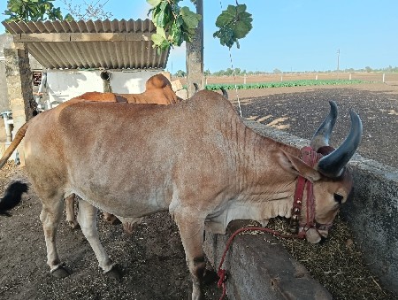 બરધમફતમાદેવાનાસે
