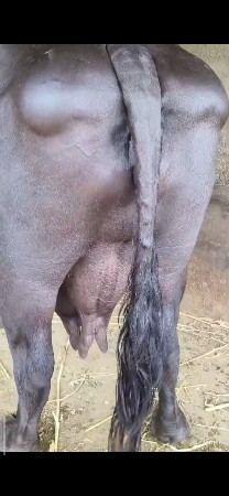 બીજું વેતર મોટી ભેંસ