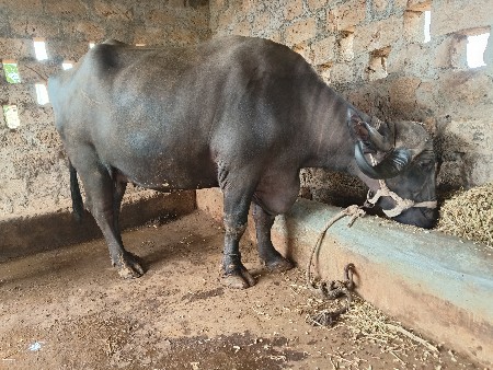 ભેંસ વેચવાની છે 2જુ વેતર 15દિવસ