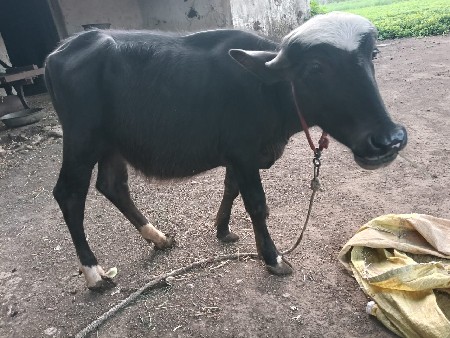 ખણૅળિ વૅચવાની છે
