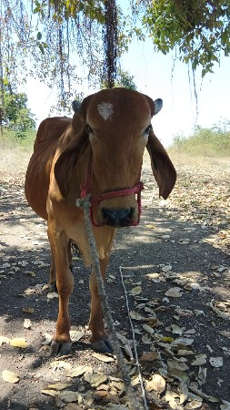 વેચવાના  છે !