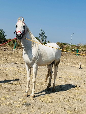 કવરીગ માટે મળો
