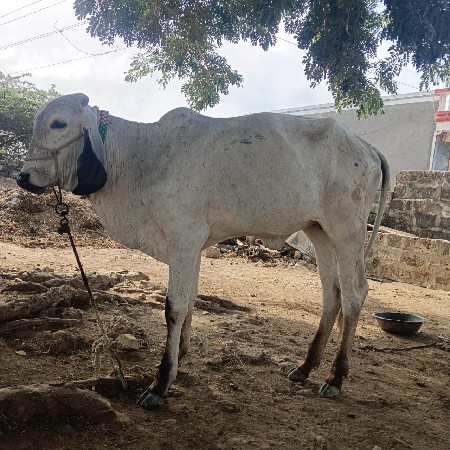 વાસડી આપવા ની છે