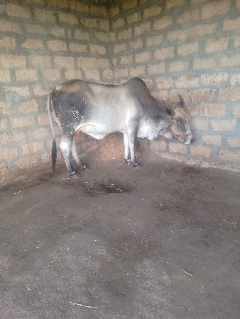 ગાયવેચવાનીછેગાભણીછે