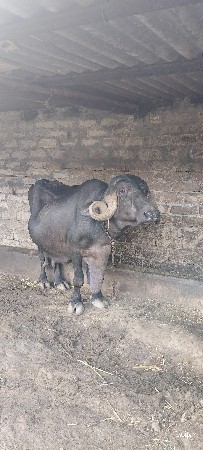 ભેંસ વેચવાની છે.