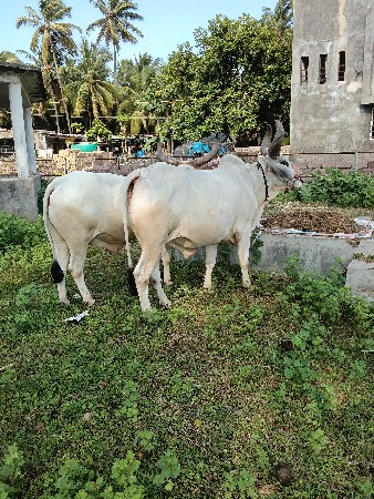 આદમ.  ભાઈ.  ભાટા