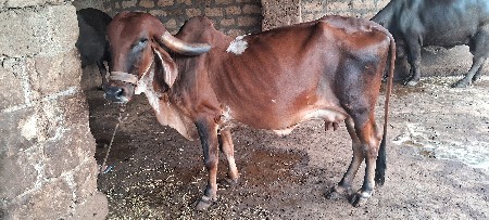 ગાય