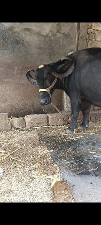 ભેંસ વેચવાની છે વેતર 3