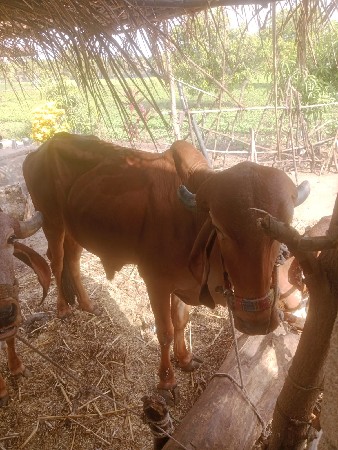 ગોઢલા  વેચવાના  છે